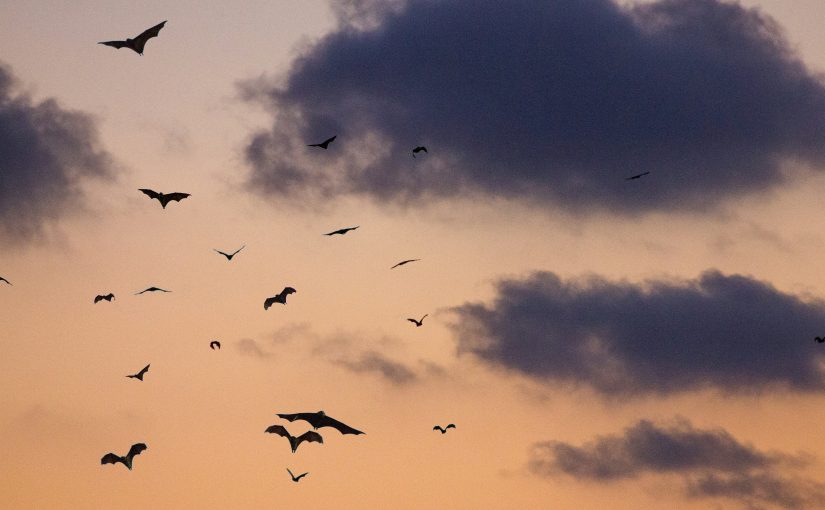 #1 Echolocation – is there anyone out there?